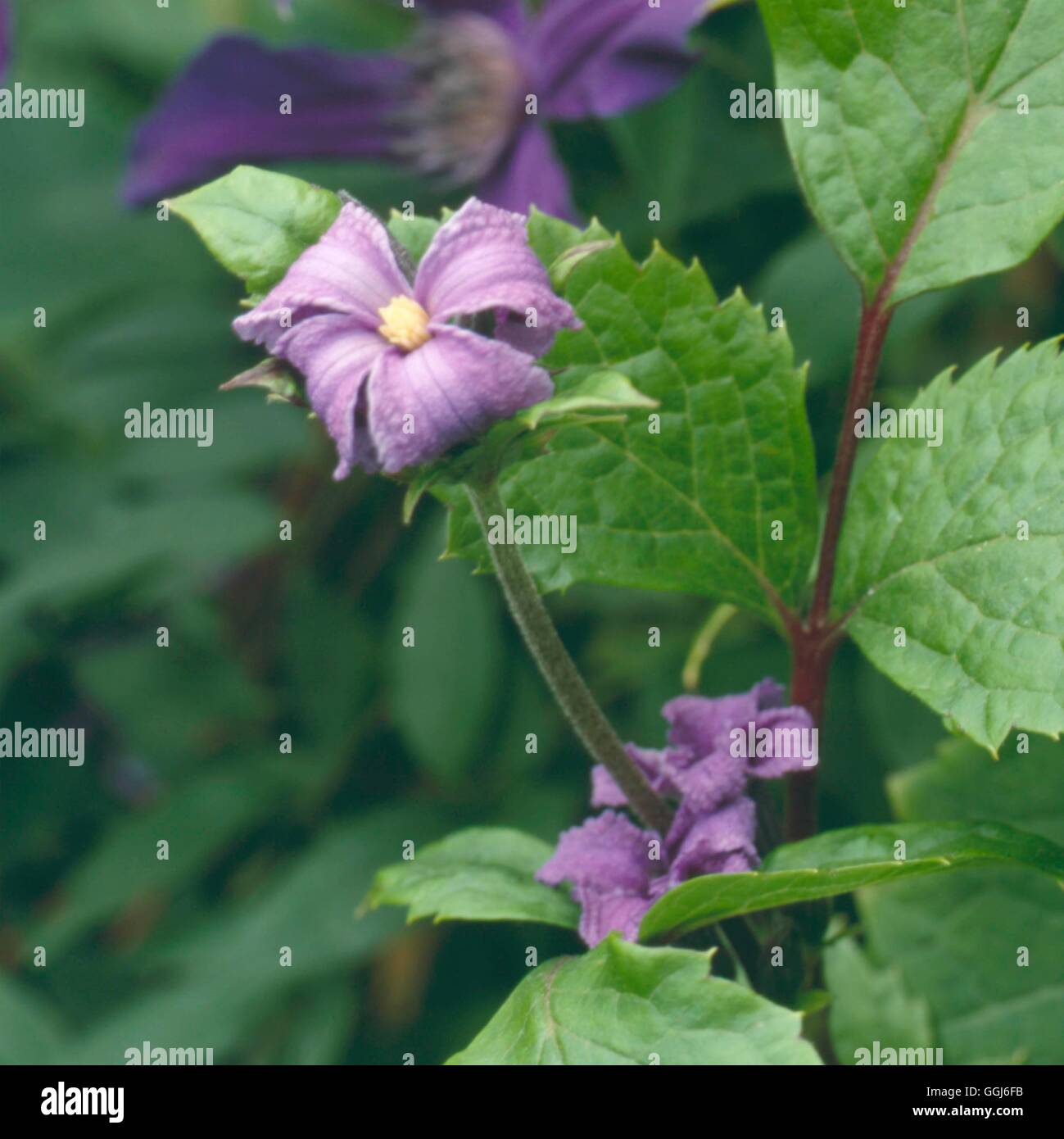 Clematis heracleifolia - `China Purple'   CLE096490 Stock Photo